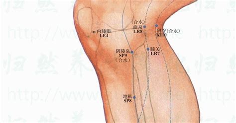 膝關穴位置 膝關穴痛 穴道按摩與穴位引導經絡功效圖解 穴道經絡引導