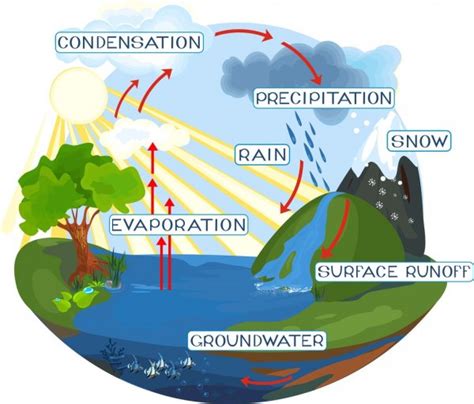 Hydrologic cycle Vector Art Stock Images | Depositphotos