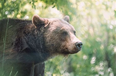 Abruzzo Orso Irrompe Nella Tenda Degli Scout Per Mangiare