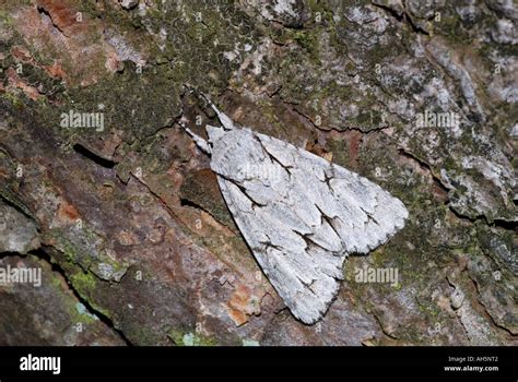 Grey Dagger Moth Acronicta Psi Stock Photo Alamy