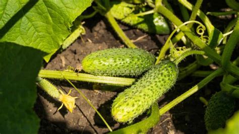 How Much Sun Do Burpless Cucumbers Need