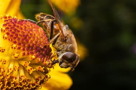 Premium Photo Honey Bee Covered With Yellow Pollen Drink Nectar