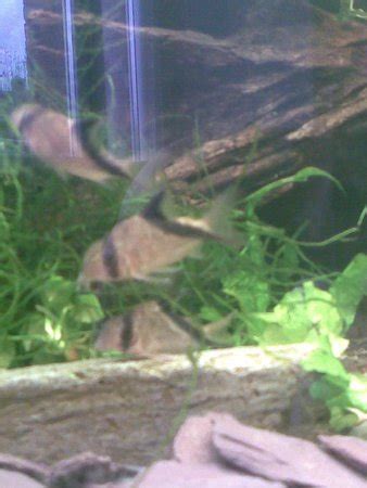 Adolfoi Cory Cat (corydoras Aldolfoi) Photos