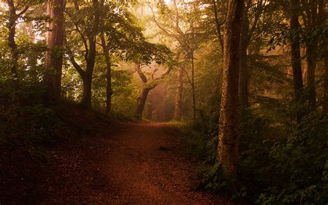 4556964 Leaves Landscape Mist Shrubs Dirt Road Trees Nature