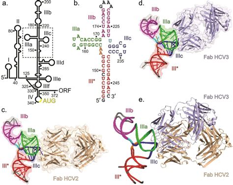 Figure From Synthetic Antibody Binding To A Pre Organized Rna Domain