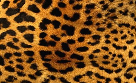 cheetah fur, cat, Aero, animal hair, animal markings, feline, one ...