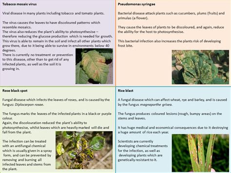 Plant Disease Powerpoint Teaching Resources