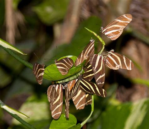 Zebra Longwing Butterfly Life Cycle