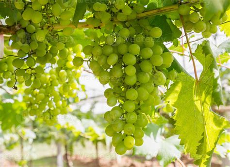 Green Grapes on the vine 11388501 Stock Photo at Vecteezy