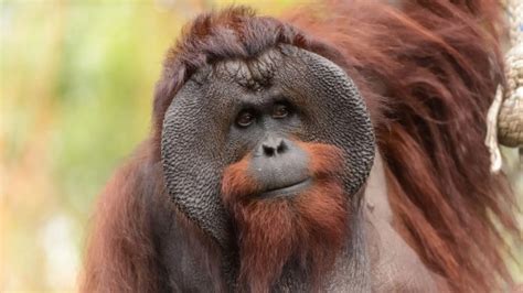 10 Cosas Que No Sabías Sobre Los Orangutanes