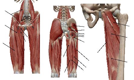 upper leg muscles diagram quizlet
