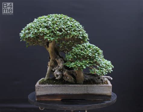Ligustrum Privet Bonsai Bonsai4me