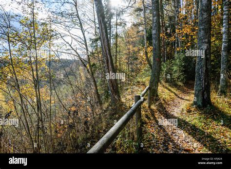 Sunny Morning In The Woods Forest With Tree Trunks Sun And Rays Of