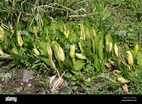 Western Skunk Cabbage Yellow Skunk Cabbage Or Swamp Lantern