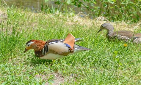 Canards Sauvagine Mandarin Loup Photo Gratuite Sur Pixabay Pixabay