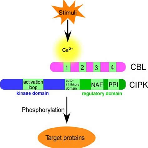 Pdf Structure And Function Of The Cblcipk Ca Decoding System In