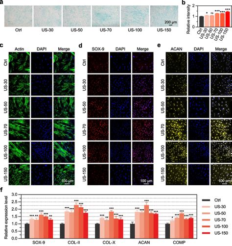 Effects Of Lipus On The Chondrogenic Differentiation Of Huc Mscs The