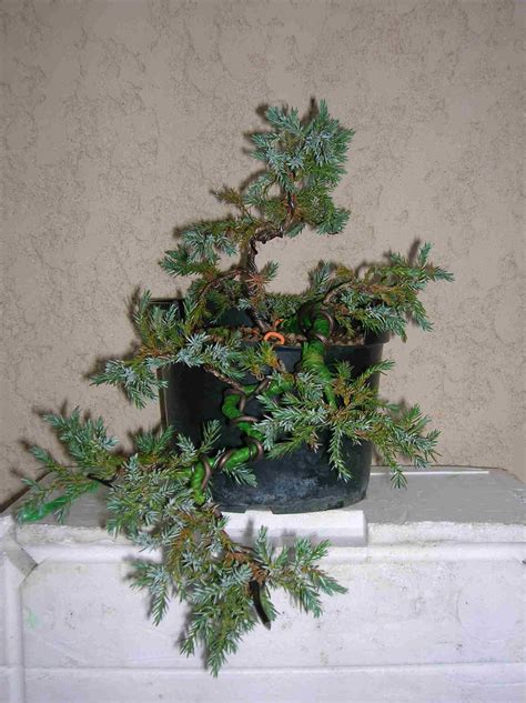 Juniperus blue squamata Les chuhin et autres grands bonsaï