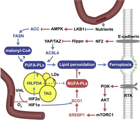 Ferroptosis At The Intersection Of Lipid Metabolism And Cellular