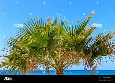 The Palm Tree By The Sea Borassus Flabellifer Asian Palmyra Palm