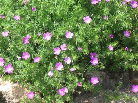 Le Jardin De Viviane Géranium Perpétuel