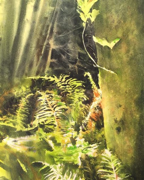 Stephen Berry Redwood Ferns In A Pool Of Light Watercolour Drawings