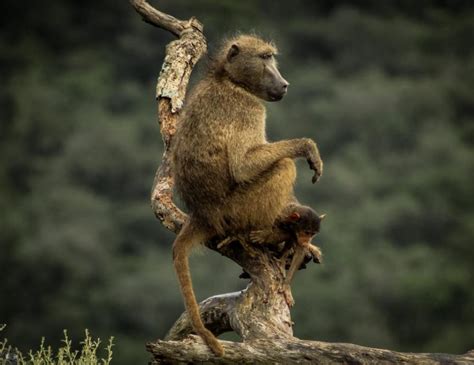 African Baboon - Hluhluwe Game Reserve