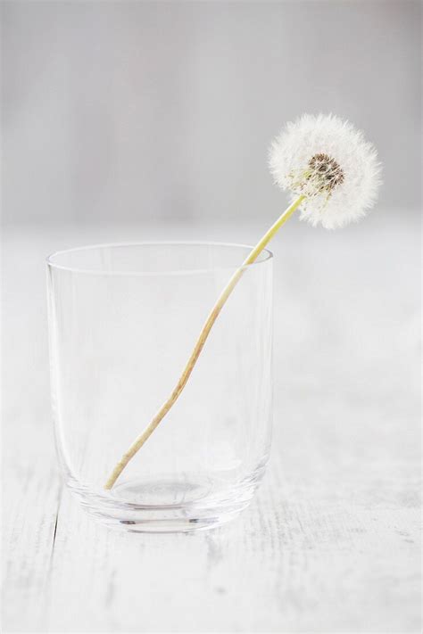 Pusteblume im Glas auf weißem Bild kaufen 11310351 living4media