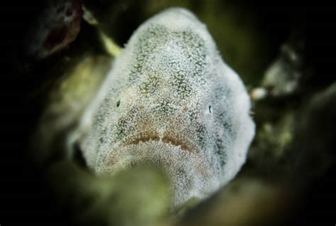 Psychedelic Frogfish - Christoph Trösch Medien- und Kommunikationstrainings