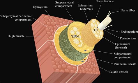 Epimysium Definition Anatomy