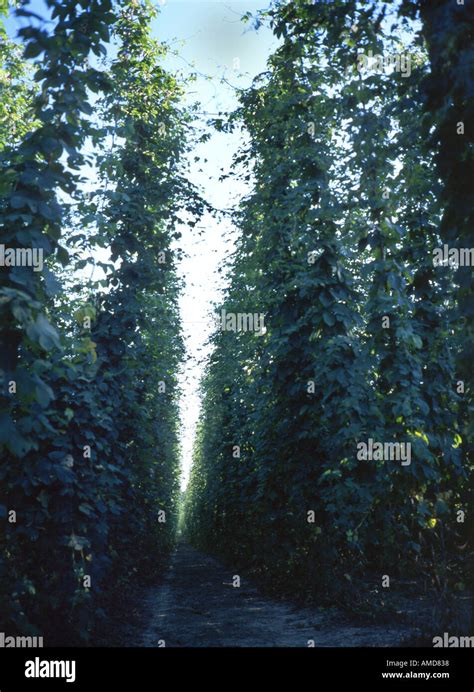 hop garden in Kent - rows of hop poles Stock Photo - Alamy