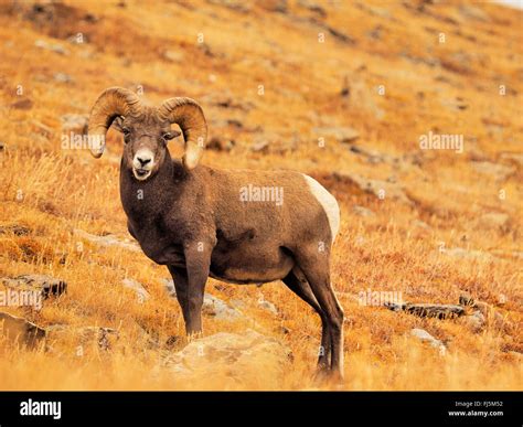 Bighorn Sheep American Bighorn Mountain Sheep Ovis Canadensis Male