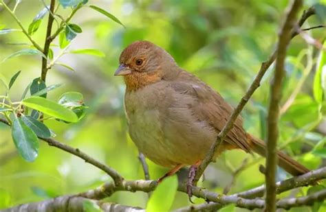 Towhee - Description, Habitat, Image, Diet, and Interesting Facts