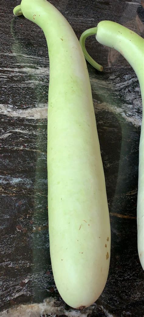 10 Lauki Seedsdoodhikaddu Long Bottle Gourd Etsy