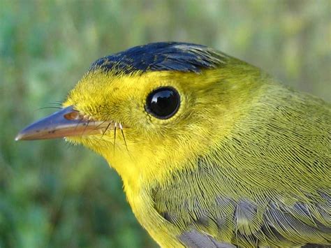 A Bird Tommy Thompson Park Leslie Street Spit