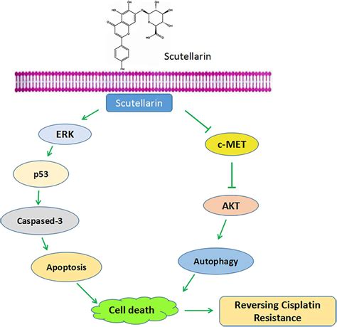 Frontiers Scutellarin Increases Cisplatin Induced Apoptosis And