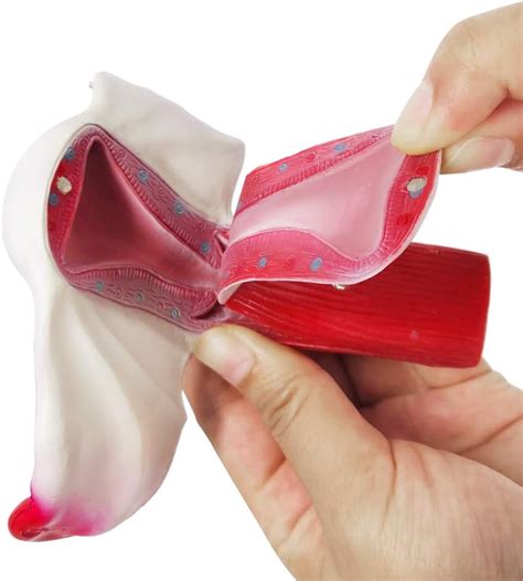 Science Education Female Pelvic Muscle Anatomical Model Uterus Vagina