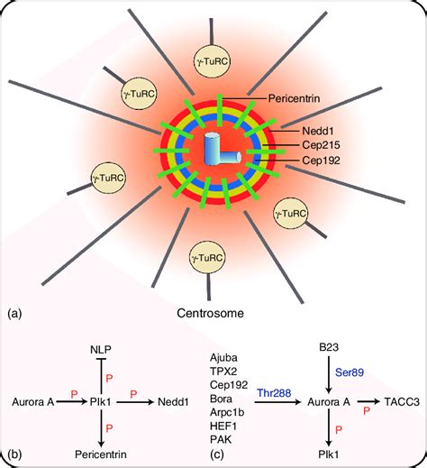 Centrosome Mediated Microtubule Nucleation A Centrosome Is The