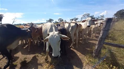 Compensa criar gado em pastos alugado Em 2023 o cenário que tá na