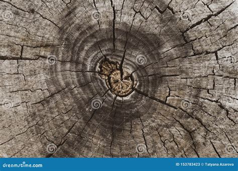 Cross Section Of Tree Trunk Stump Background Natural Pattern Top