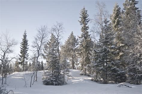 Premium Photo | Snow norway forest cold winter