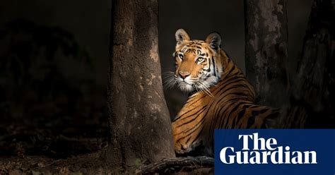 New Big 5 wildlife photography project – in pictures | Environment | The Guardian