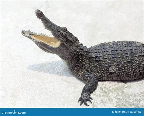 Crocodile On White Background. Stock Photo - Image of gator ...