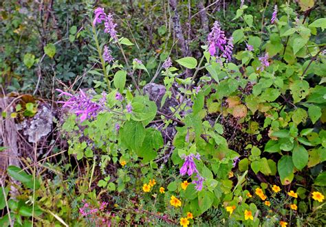 Salvia Purpurea Lamiaceae Image 138385 At PhytoImages Siu Edu