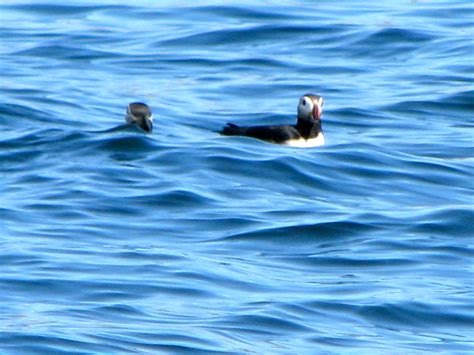 Atlantic Puffins in Maine - Twelve Mile Circle - An Appreciation of ...