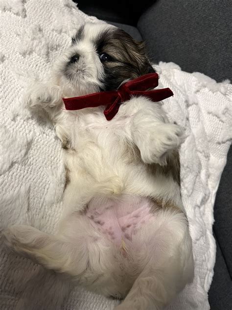 Szczeniaki Shih Tzu Szukaj Domu Leszno Olx Pl