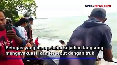 Heboh Dugong Mati Terdampar Di Pesisir Pantai Pasar Minggu Passo Ambon