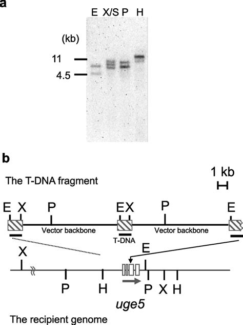 The Integration Pattern Of The Transfer Dna T Dna In The No 68 Download Scientific Diagram