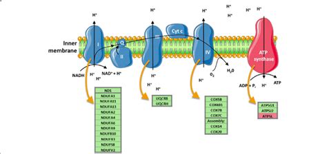 Schematic Overview Of The Mitochondrial Respiratory Electron Transport