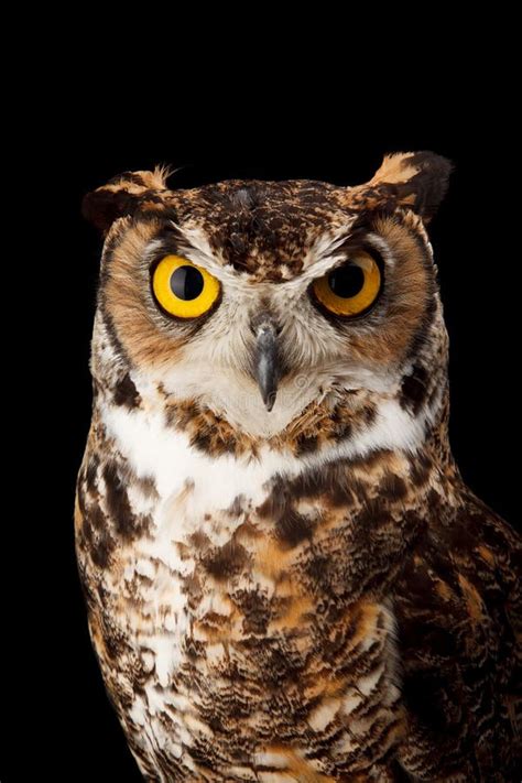 378 Great Horned Owl Black Background Stock Photos Free Royalty